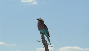 Die Gabelschwanzracke gilt als schönster Vogel Namibias