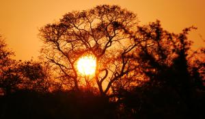 Genießen Sie wunderschöne Sonnenuntergänge in der Savanne des Krüger National Parks in Südafrika 