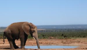 Der Addo Elephant National Park in Südafrika hat die weltweit größte Elefantendichte