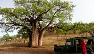 Die riesigen Baobab Bäume im Tarangire National Park in Tanzania sind ein großartiger Anblick