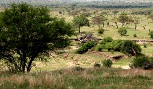 Als bekanntestes Tierreservat der Welt beherbergt die Serengeti die größte Konzentration wildlebender Tiere