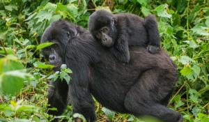 Berggorillas im Bwindi Nationalpark