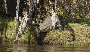 Machen Sie aufregende Tierbeobachtungen im facettenreichen Naturparadies des Okavango Deltas in Botswana