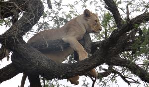 Beobachten Sie die einzigartigen Baumlöwen im Serengeti National Park in Tanzania