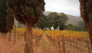 Kosten Sie die besten Weine Südafrikas auf einer idyllischen Weinfarm in Franschhoek