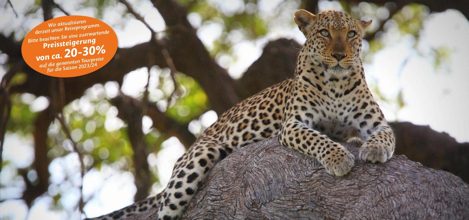 Afrika Safaris - Leoparden und andere wilde faszinierende Tiere auf einer Safari entdecken