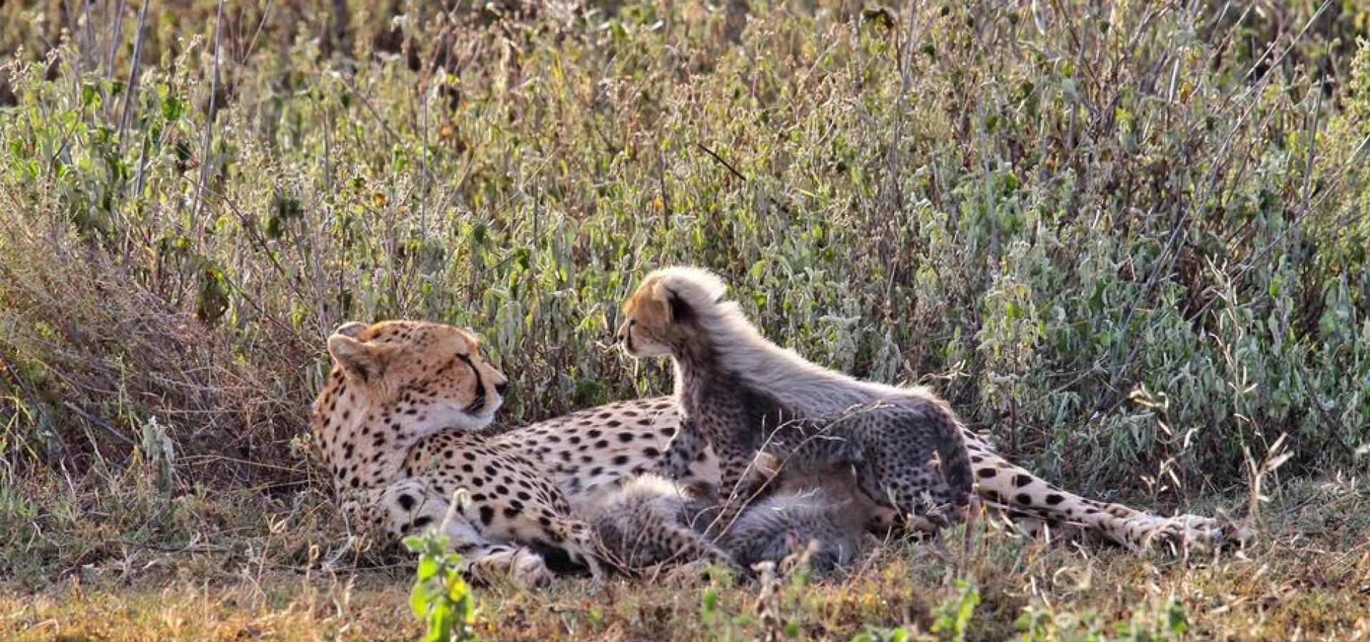 Chobe Nationalpark - Geparden