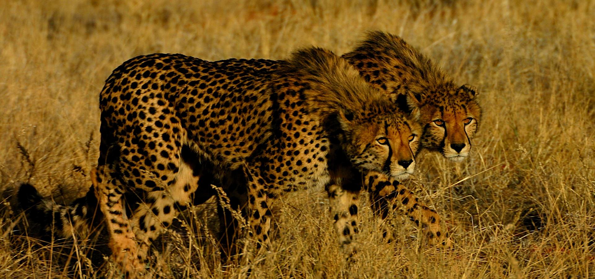 Machen Sie unvergessliche Tierbeobachtungen in der Kalahari Wüste in Südafrika