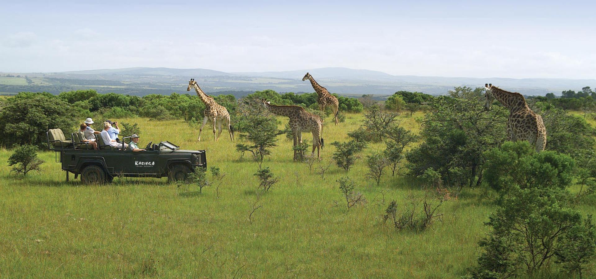 Giraffen hautnah auf Game Drive im Kariega Game Reserve