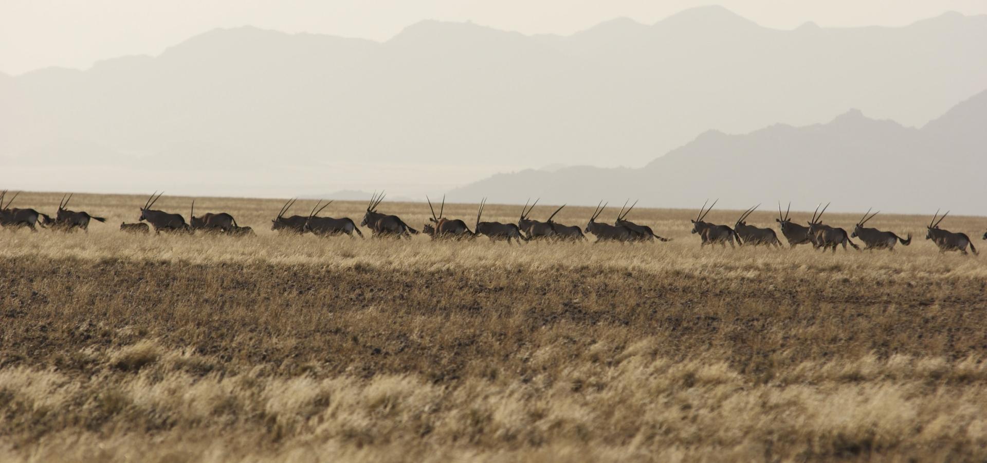 In der Namib Wüste in Namibia sind eine Vielzahl der eleganten Orxy-Antilopen beheimatet