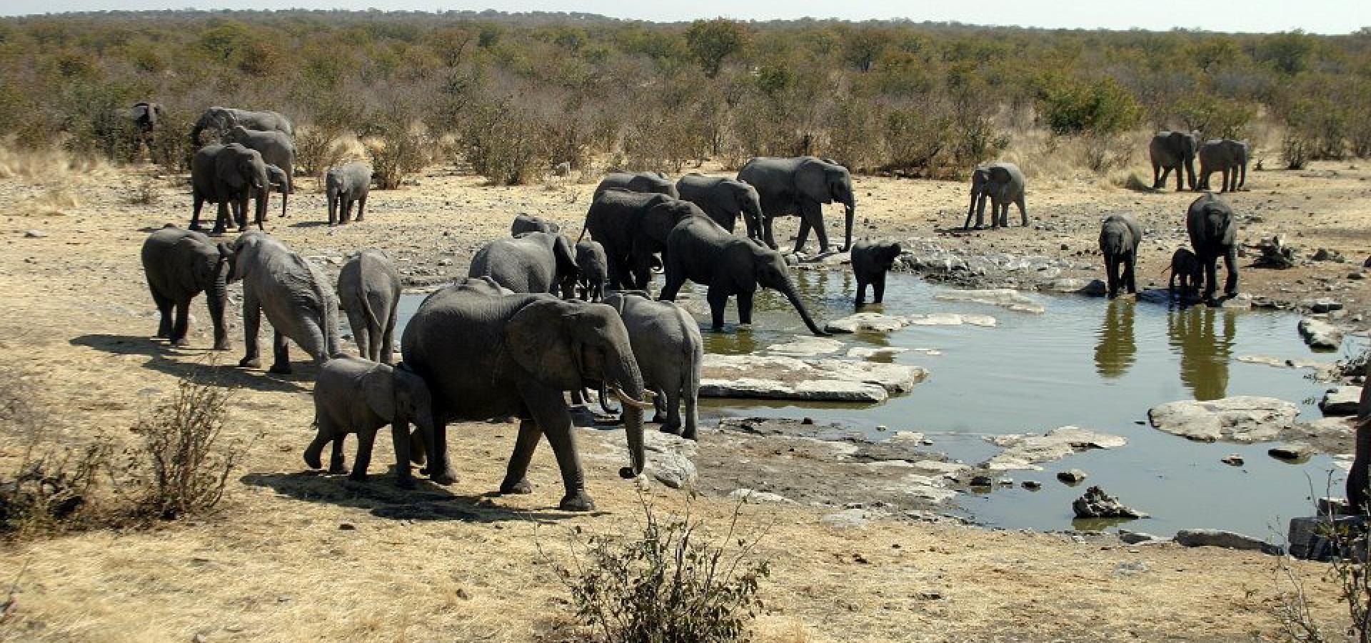 Lassen Sie sich faszinieren von riesigen Elefantenherden im Etoscha National Park in Namibia
