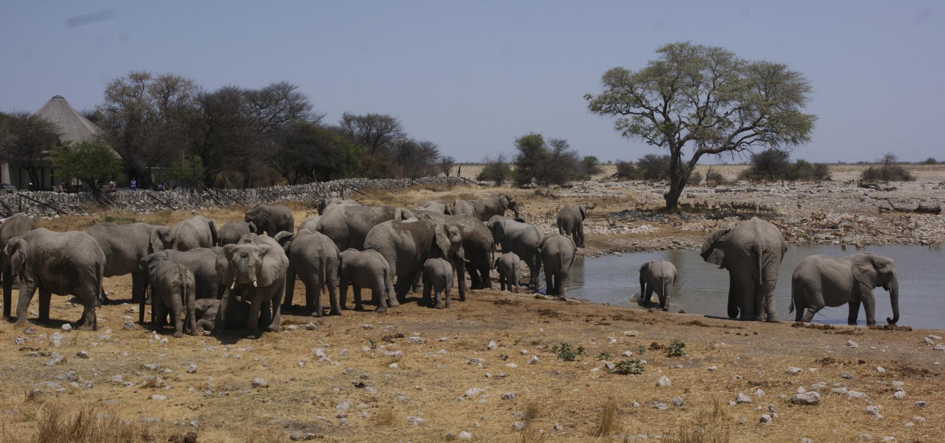 Lassen Sie sich faszinieren von riesigen Elefantenherden im Etoscha National Park in Namibia