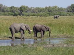 Elefanten im Chobe National Park