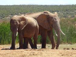 Elefanten im Addo