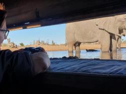 Elefanten aus dem Bunker beobachten
