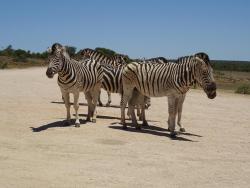 Zebras im Addo