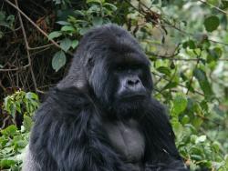 Berggorilla beim Gorilla Trekking in Uganda