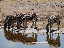 Zebras beim Trinken