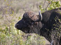 Büffel im Krüger National Park