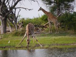 Giraffe beim Trinken