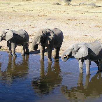 Fly-In Safari zu den Highlights Botswanas und zu den Viktoria Fällen