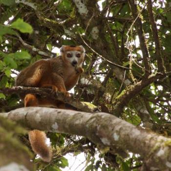 Madagaskar Highlights – Natur, Kultur & Lemuren - Geführte deutschsprachige Kleingruppenreise