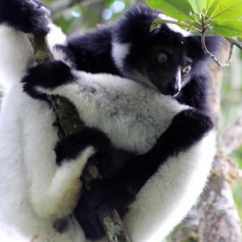 Madagaskars Naturschönheiten & Lemuren: Privatgeführte Rundreise durch den Osten und Norden inklusive Strandtage